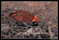 red crowned toadlet 6339