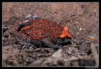 red crowned toadlet 6340