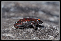 red crowned toadlet 6343