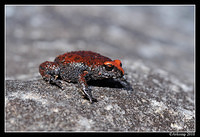 red crowned toadlet 6344