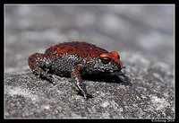 red crowned toadlet 6345