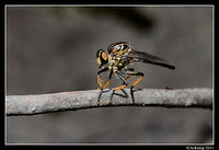 robber fly6838