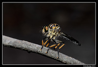 robber fly6840