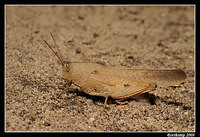 slender gumleaf grasshopper 5636