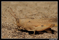 slender gumleaf grasshopper