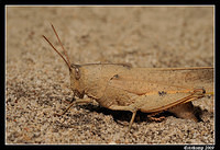 slender gumleaf grasshopper2619