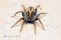 spider 13790