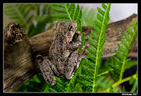 tree frog 171a