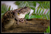 tree frog 174a