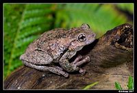 tree frog 201a