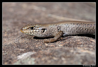 whites skink 6286