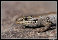 whites skink 6288