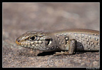 whites skink 6292