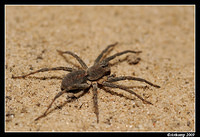 wolf spider 2611