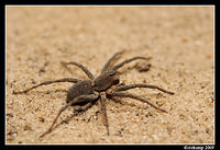 wolf spider 2613