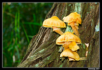 wollemi fungi 13