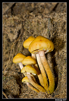 wollemi fungi 3