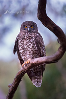 Powerful owls