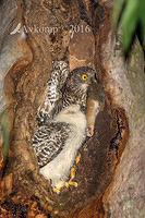 powerful owl 10566