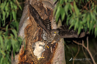 powerful owl 10567