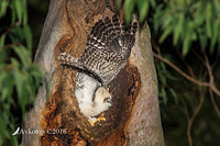 powerful owl 10580