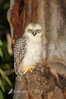 powerful owl 10610