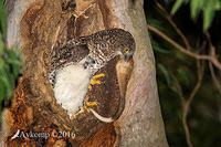 powerful owl 10615