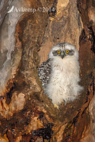 powerful owl 17054