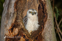 powerful owl 17055