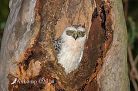 powerful owl 17066