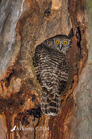 powerful owl 17087