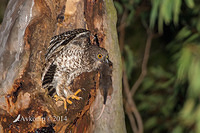 powerful owl 17090