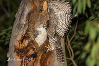 powerful owl 17151