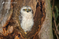 powerful owl 17182