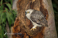 powerful owl 10631