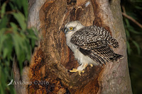 powerful owl 10661