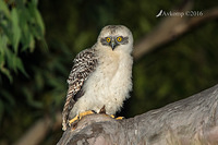 powerful owl 10668