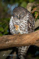 powerful owl 13722