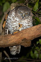 powerful owl 13742