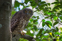 powerful owl 13973