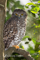 powerful owl 13989