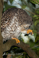 powerful owl 13998