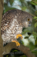 powerful owl 13999