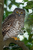 powerful owl 14004