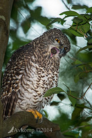 powerful owl 14006