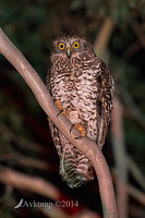 powerful owl 16597