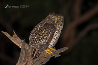 powerful owl 16737