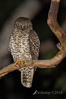 powerful owl 16752