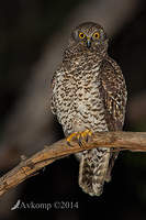 powerful owl 16754