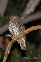 powerful owl 16770